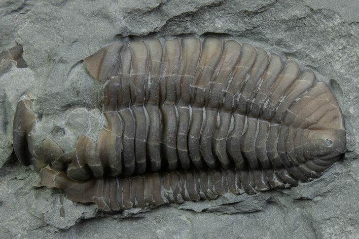 Bargain, Prone Flexicalymene Trilobite - Mt Orab, Ohio #375239